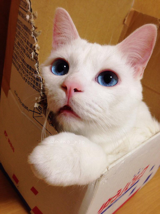 Illustration for article titled The Cat with the "Ugliest Sleeping Face in Japan"